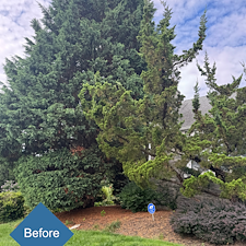 Pruning-Weeding-Mulch-Installation-in-Stratford-CT 3